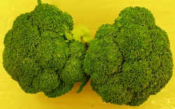 Broccoli1007.JPG (49150 bytes)