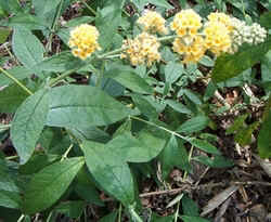 Buddleia weyeriana 'Sungold'.jpg (66800 bytes)