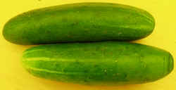 Cucumber1007.JPG (28550 bytes)