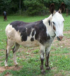 Donkey0902.jpg (73477 bytes)