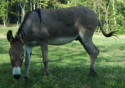 Donkey0902b.jpg (47388 bytes)