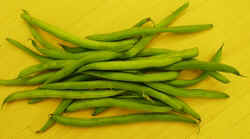 Green Beans1007.JPG (33026 bytes)