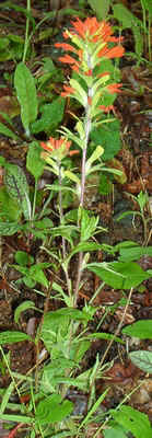 Indian Paint Brush.jpg (83573 bytes)