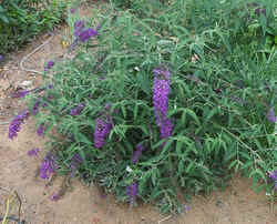 Lavendar Buddlea2.jpg (71160 bytes)