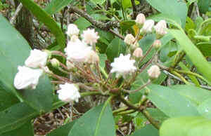 Mountain Laurel Buds1.jpg (66788 bytes)