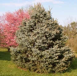 Pink Dogwood with Blue Spruce.jpg (110218 bytes)