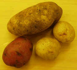 Potatoes1007.JPG (50455 bytes)