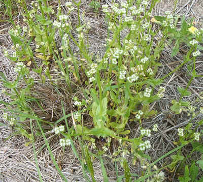 Small White 0422.jpg (213860 bytes)