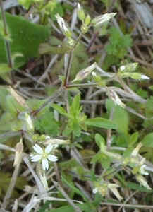 Star Chickweed.jpg (66364 bytes)