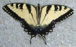 Tiger Swallowtail0725sm.jpg (18711 bytes)