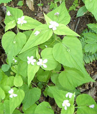 White heart leaves0506.jpg (153752 bytes)