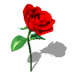 rose_021.gif (19160 bytes)